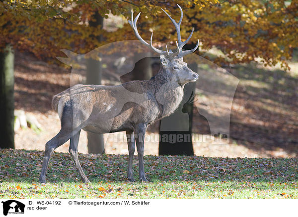 Rotwild / red deer / WS-04192