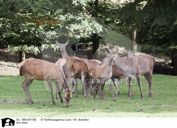 Rotwild / red deer / WS-04199