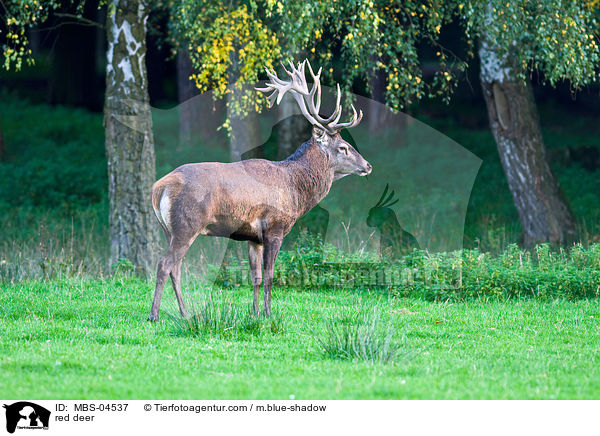 Rotwild / red deer / MBS-04537