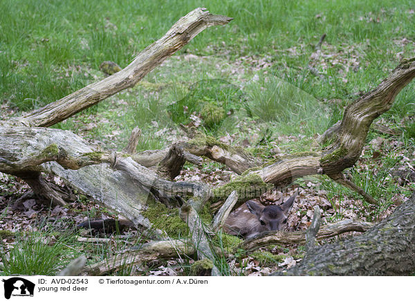 Rotwild Kitz / young red deer / AVD-02543