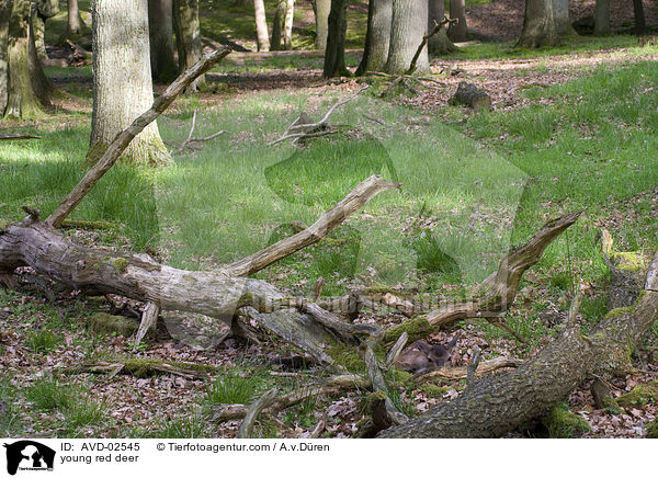 Rotwild Kitz / young red deer / AVD-02545
