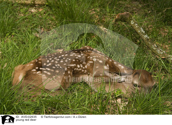 Rotwild Kitz / young red deer / AVD-02635