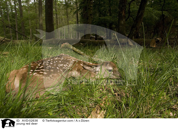 Rotwild Kitz / young red deer / AVD-02636