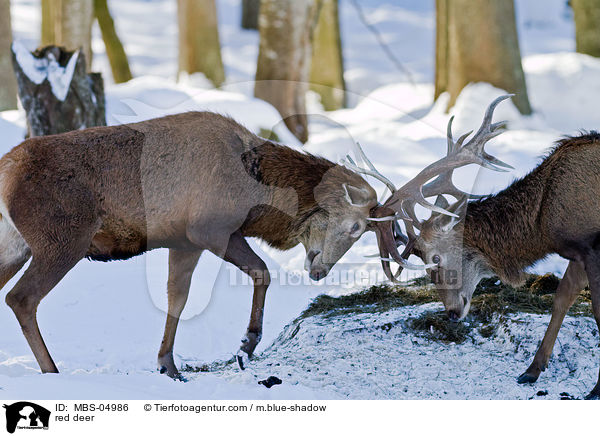 Rotwild / red deer / MBS-04986
