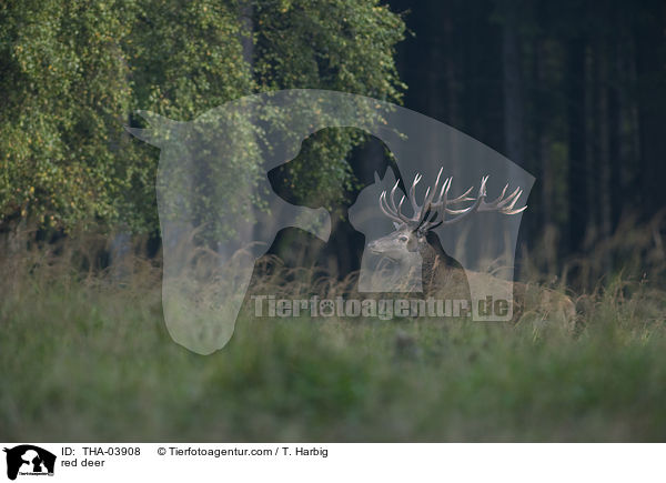 red deer / THA-03908