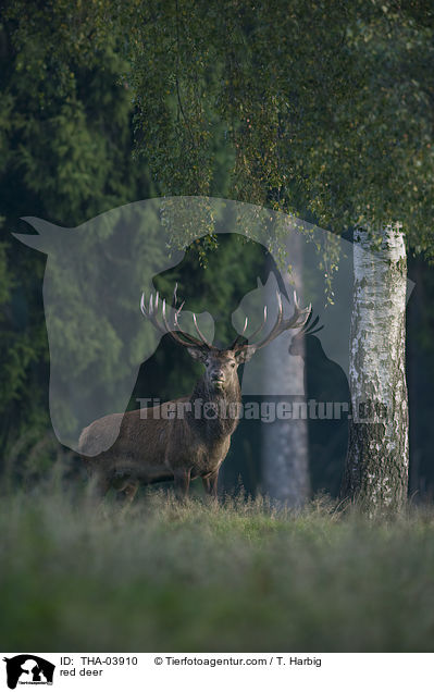 Rotwild / red deer / THA-03910