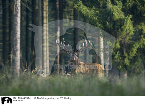 Rotwild / red deer / THA-03914