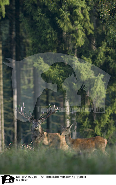 Rotwild / red deer / THA-03916
