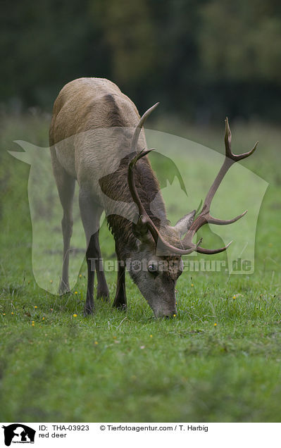 Rotwild / red deer / THA-03923