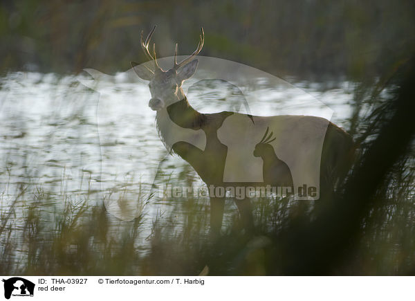 Rotwild / red deer / THA-03927
