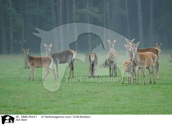 red deer / DMS-05221