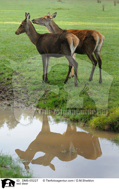 Rotwild / red deer / DMS-05227