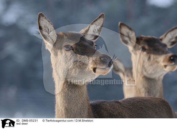 red deer / DMS-05231