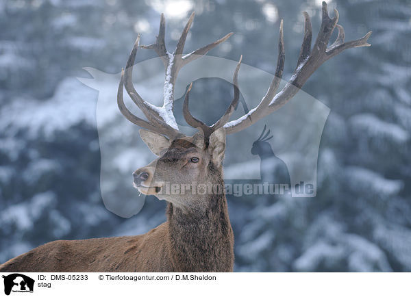 stag / DMS-05233
