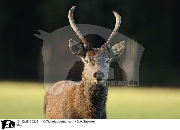 stag / DMS-05237