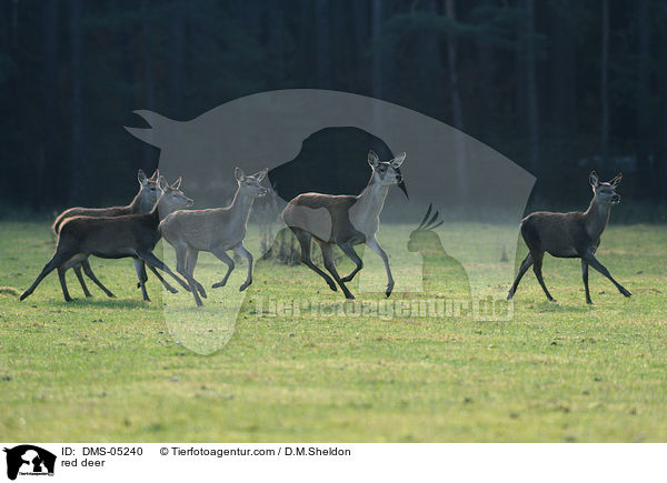 Rotwild / red deer / DMS-05240