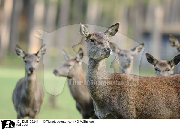 red deer / DMS-05241