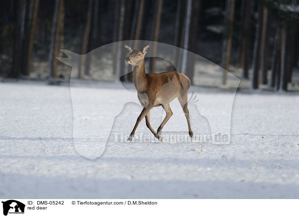 Rotwild / red deer / DMS-05242