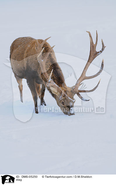 Hirschbock / stag / DMS-05250