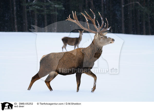 Rotwild / red deer / DMS-05252