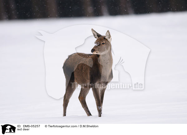 Rotwild / red deer / DMS-05257