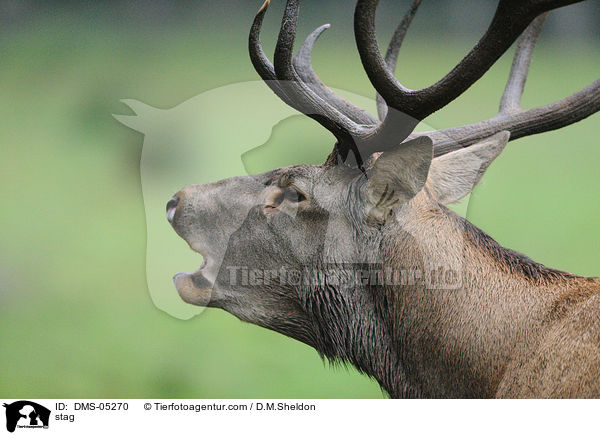 stag / DMS-05270