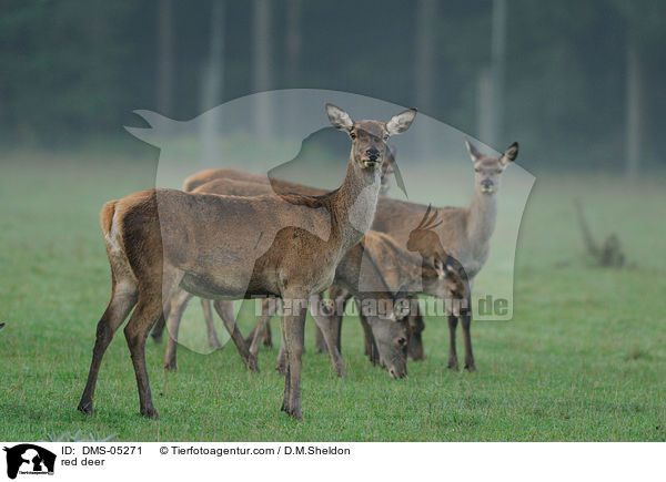red deer / DMS-05271