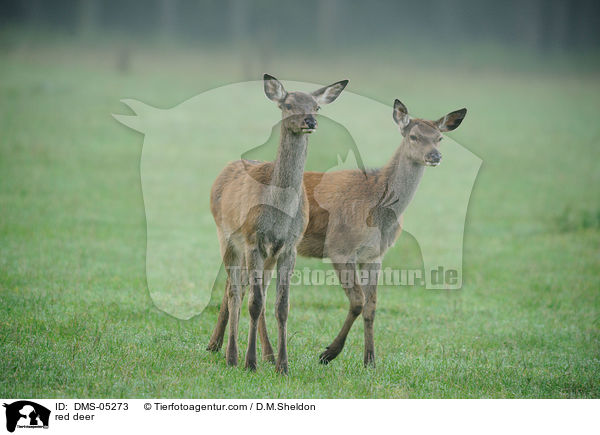 Rotwild / red deer / DMS-05273