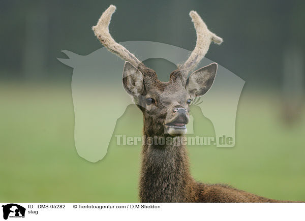 Hirschbock / stag / DMS-05282