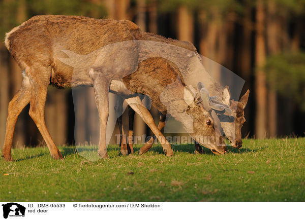 Rotwild / red deer / DMS-05533