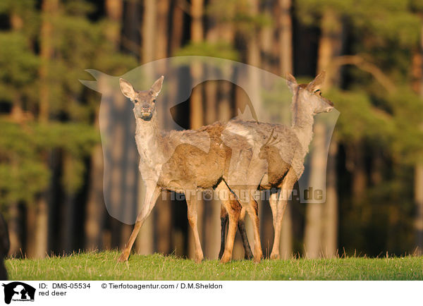 Rotwild / red deer / DMS-05534