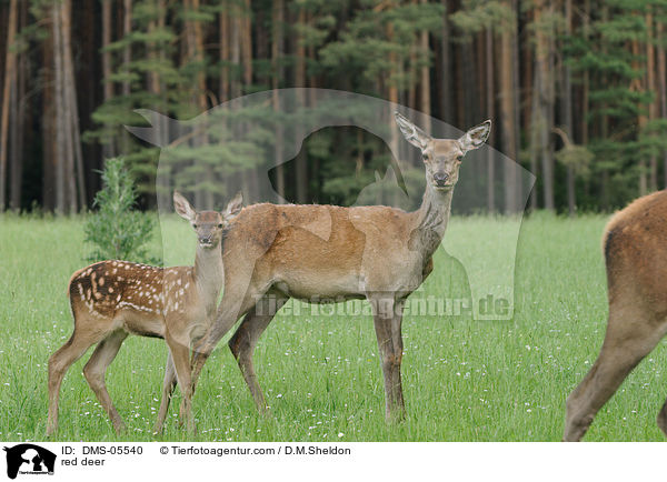 Rotwild / red deer / DMS-05540