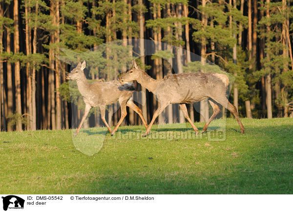 Rotwild / red deer / DMS-05542