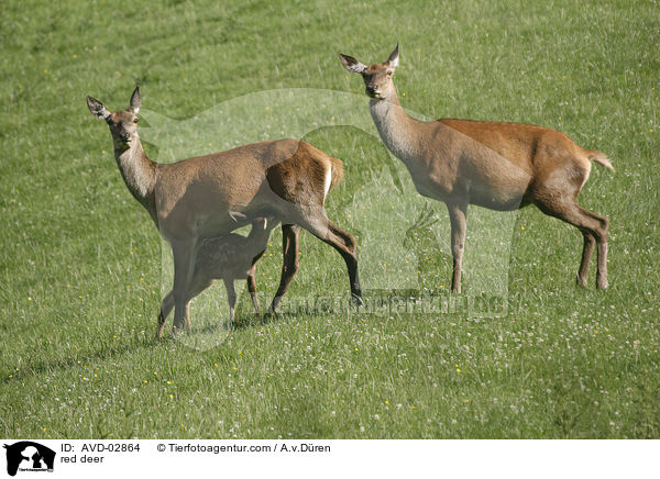 Rotwild / red deer / AVD-02864