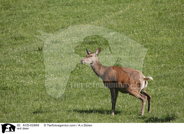 Rotwild / red deer / AVD-02869