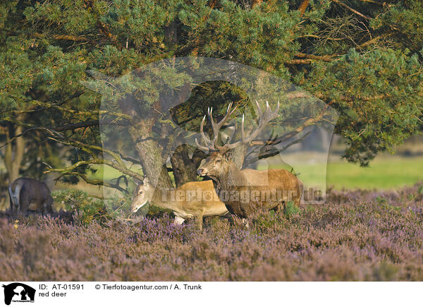Rotwild / red deer / AT-01591