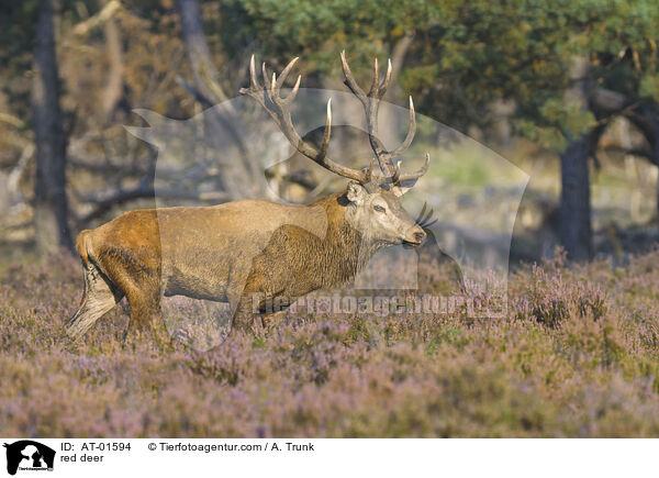 red deer / AT-01594