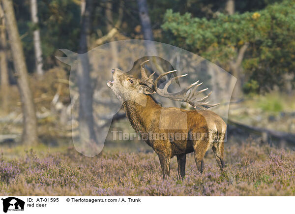 Rotwild / red deer / AT-01595