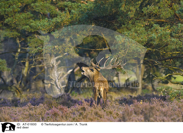 Rotwild / red deer / AT-01600