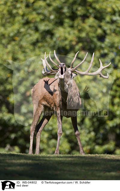 Rotwild / red deer / WS-04802