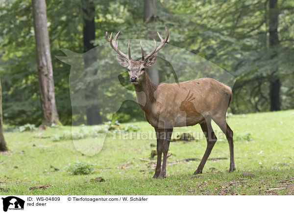 Rotwild / red deer / WS-04809
