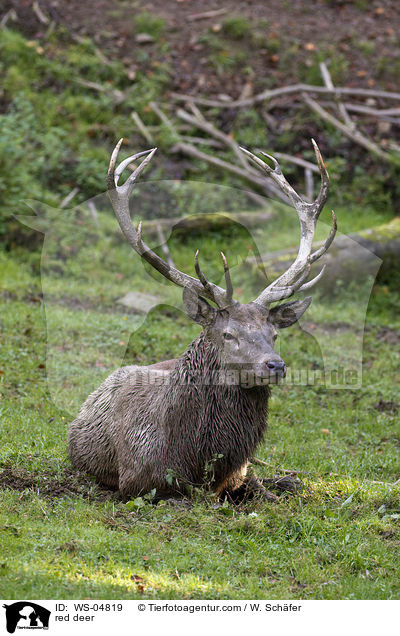 red deer / WS-04819