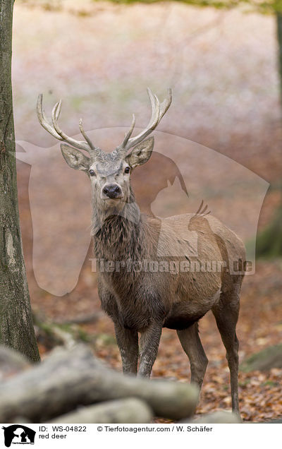Rotwild / red deer / WS-04822