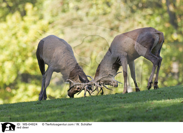 red deer / WS-04824