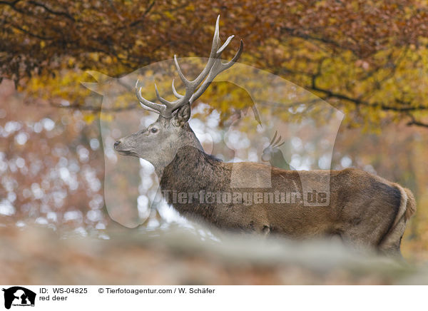 Rotwild / red deer / WS-04825