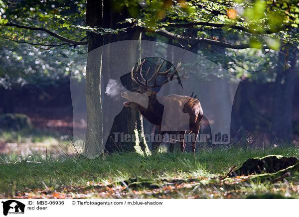Rotwild / red deer / MBS-06936