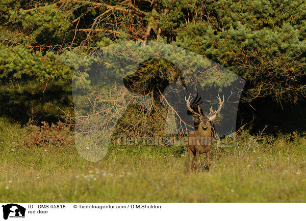 Rotwild / red deer / DMS-05818