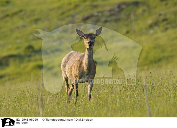 Rotwild / red deer / DMS-06059