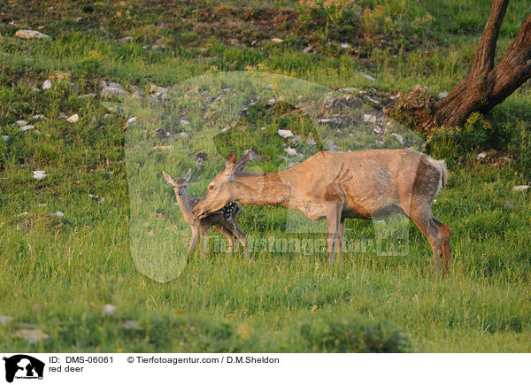 Rotwild / red deer / DMS-06061