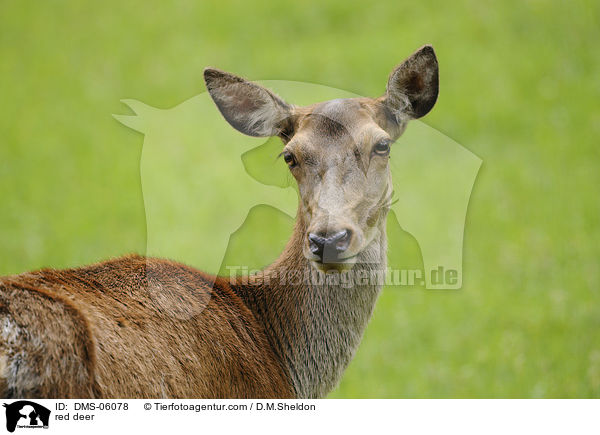 Rotwild / red deer / DMS-06078